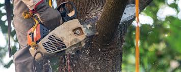Best Tree Cabling and Bracing  in Valencia, NM