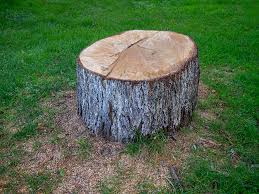 Best Tree Trimming and Pruning  in Valencia, NM