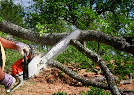Best Leaf Removal  in Valencia, NM