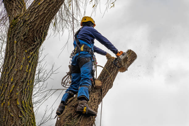 Best Tree Health Inspection  in Valencia, NM