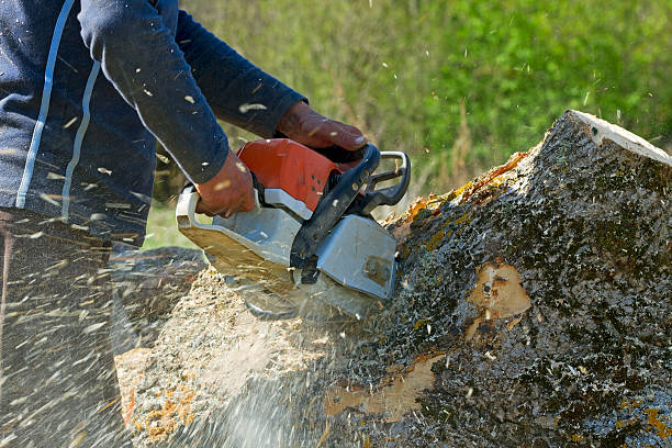 Best Lawn Disease Treatment  in Valencia, NM