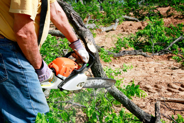 Best Tree Risk Assessment  in Valencia, NM