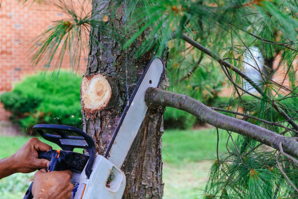 Best Emergency Tree Removal  in Valencia, NM